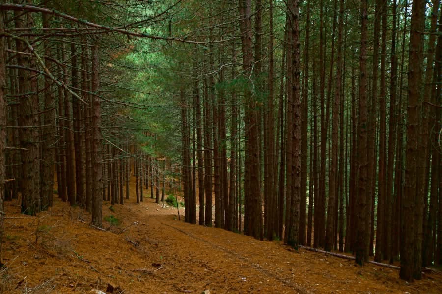 Trail and mountain landscape of Mount Olympus