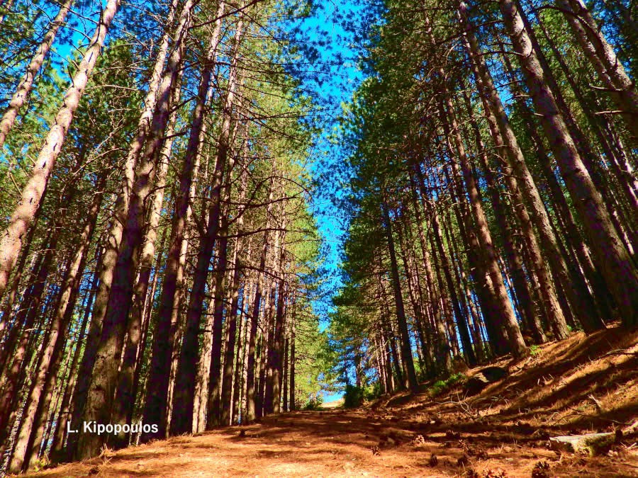 Trail and mountain landscape of Mount Olympus